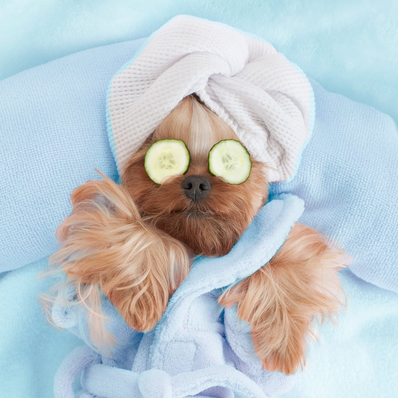 blog/february-2021-the-season-for-self-care