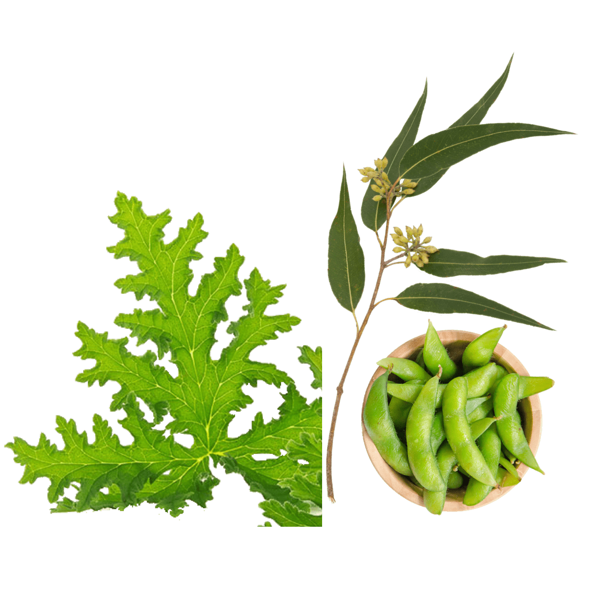 ingredients image