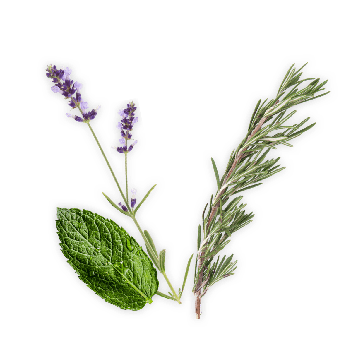 ingredients image
