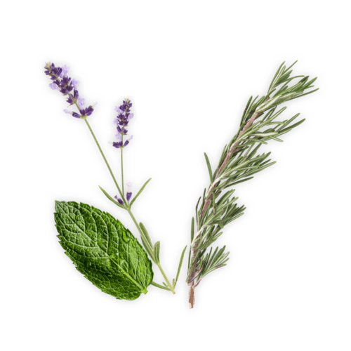 ingredients image